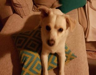 Χάθηκε άσπρος σκύλος στο Αιγάλεω Αττικής