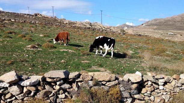 Παντού και στη Μύκονο ζώα με δεμένα τα πόδια (βίντεο)