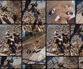 Θεσσαλονίκη: Έκκληση για τα 15 κουτάβια & 4 ενήλικα σκυλιά που κάποιος εγκατέλειψε στη Νέα Φιλαδέλφεια Ωραιόκαστρου
