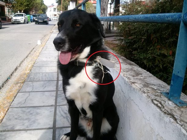 Θεσσαλονίκη: Βρήκαν τον σκύλο τους που εντοπίστηκε δεμένος έξω από το Δημαρχείο Ωραιόκαστρου μαζί με σημείωμα