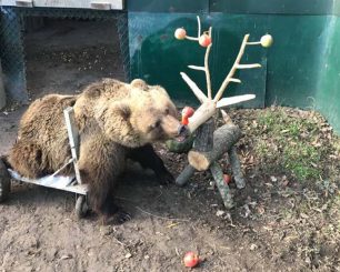 Ένα ξύλινο ελαφάκι με φρούτα για τον Ούσκο την παράλυτη αρκούδα που ζει στον ΑΡΚΤΟΥΡΟ στη Φλώρινα (βίντεο)