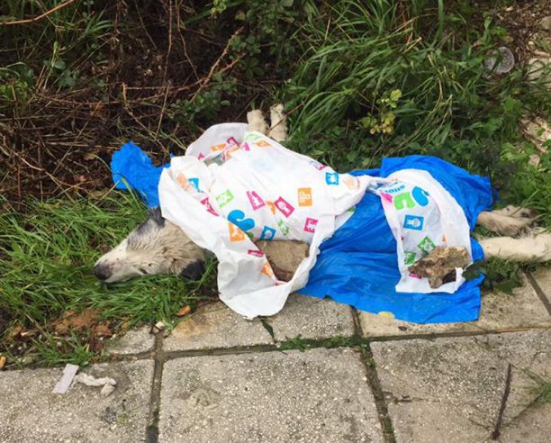 Πάτρα: Αντί να πάει τον παράλυτο σκύλο στον κτηνίατρο τον τύλιξε με πλαστικές σακούλες και τον άφησε στη βροχή