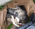 Θεσσαλονίκη: Καταδικάστηκαν με αναστολή μάνα & γιος για εγκατάλειψη του σκύλου και 4 κουταβιών τους στα Πεύκα