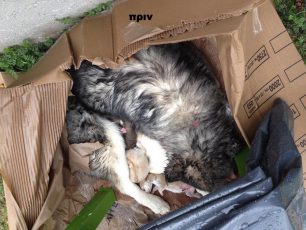 Θεσσαλονίκη: Καταδικάστηκαν με αναστολή μάνα & γιος για εγκατάλειψη του σκύλου και 4 κουταβιών τους στα Πεύκα