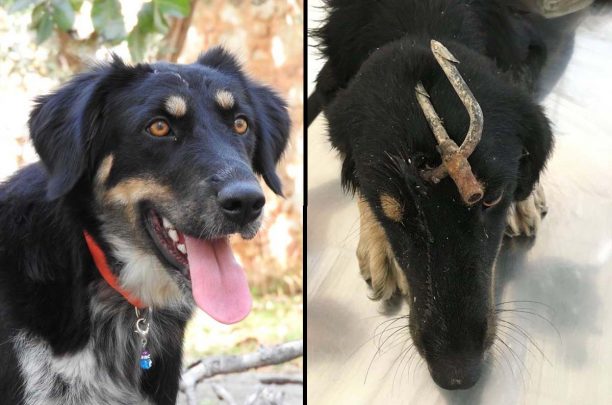 Αναζητούν σπιτικό για τον σκύλο που βρέθηκε με τρίαινα ψαροντούφεκου καρφωμένη στο κεφάλι στο Περιγάλι Κορινθίας
