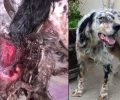 Ηράκλειο Κρήτης: Έναν χρόνο μετά τον βασανισμό του και μετά από 180 ράμματα ο σκύλος αναζητεί τη δική του οικογένεια (βίντεο)
