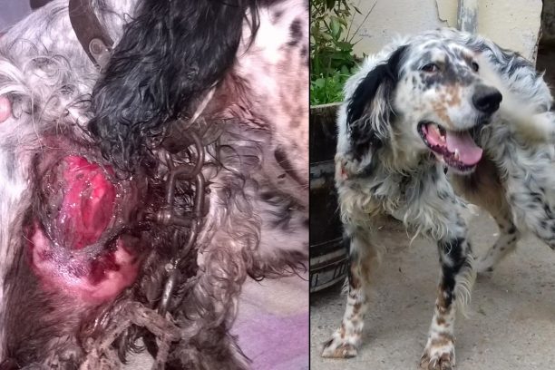 Ηράκλειο Κρήτης: Έναν χρόνο μετά τον βασανισμό του και μετά από 180 ράμματα ο σκύλος αναζητεί τη δική του οικογένεια (βίντεο)