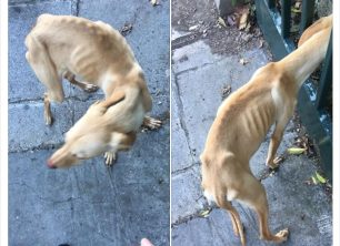 Αθήνα: Έκκληση για τον σκελετωμένο σκύλο που κυκλοφορεί στους Αμπελόκηπους