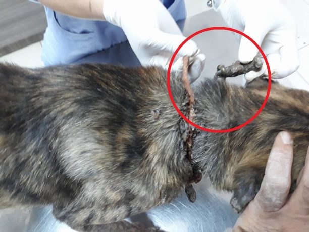 Στόμιο Λασιθίου: Έσωσε τον σκύλο που βρήκε να κρύβεται σε αγωγό με τη θηλιά στον λαιμό του να τον πνίγει (βίντεο)