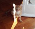 Χάθηκε αρσενική γάτα στο Παλαιό Φάληρο Αττικής