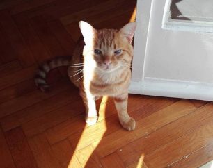 Χάθηκε αρσενική γάτα στο Παλαιό Φάληρο Αττικής