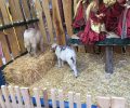 Με ζωντανά πρόβατα και πόνυ «στολίζει» ο Δήμος Βόλου τις φάτνες για τα Χριστούγεννα