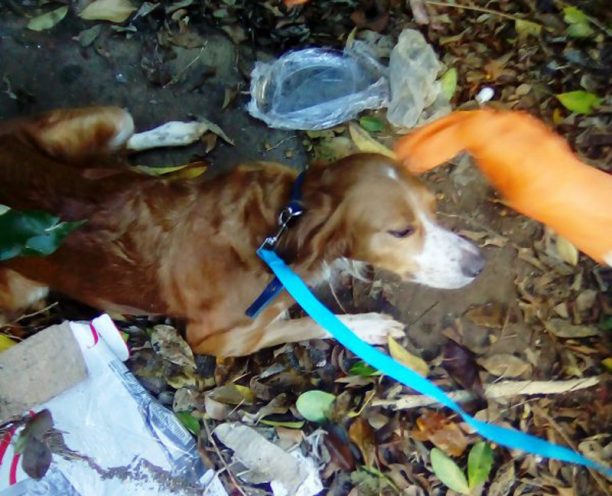 Χανιά: Έσωσαν τον σκύλο που ζούσε εγκαταλελειμμένος μέσα σε σπίτι σε άθλιες συνθήκες