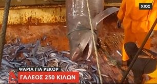 Χίος: Ψάρεψαν εξαβράγχιο καρχαρία είδος υπό προστασία - εξαφάνιση και διαφήμιζαν την πώληση του στον ALPHA (βίντεο)