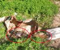 Ζάκρος Λασιθίου: Βρήκε σε κάδο σκουπιδιών τσουβάλι μ’ ένα σφαγμένο σκυλί που ζούσε και δύο νεκρά κουτάβια