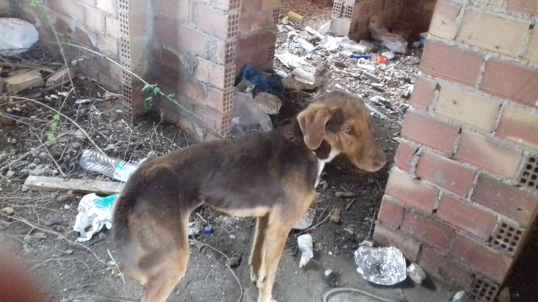 Έδεσε και εγκατέλειψε τον σκύλο σε οικοδομή στη Ζαχάρω Ηλείας