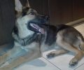 Χάθηκε αρσενικό λυκόσκυλο στη Θεσσαλονίκη