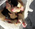 Ρόδος: Βρήκε σε κάδο σκουπιδιών κλεισμένα σε σακούλα 8 νεογέννητα κουτάβια στην Αφάντου