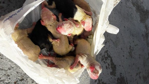 Ρόδος: Βρήκε σε κάδο σκουπιδιών κλεισμένα σε σακούλα 8 νεογέννητα κουτάβια στην Αφάντου