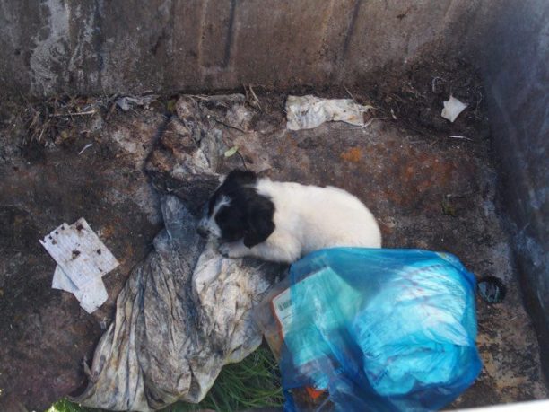 Άγιοι Απόστολοι Λακωνίας: Βρήκε τα κουτάβια ζωντανά πεταμένα μέσα στον κάδο σκουπιδιών
