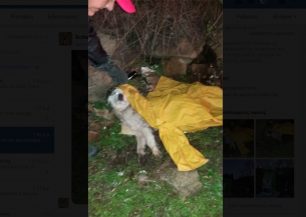 Άρτα: Σκύλος βρέθηκε πυροβολημένος & παράλυτος σε αρδευτικό κανάλι στον Άγιο Δημήτριο Πέτα