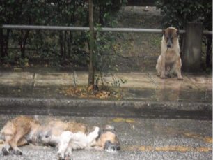 Αγνατερό Καρδίτσας: Με φόλες δηλητηρίασαν έξι αδέσποτα σκυλιά