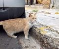 Ξανθιά γάτα περιφέρεται στο Αιγάλεω Αττικής