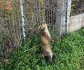 Στύρα Εύβοιας: Κρέμασε την αλεπού σε δέντρο στην παραλία του Αρία