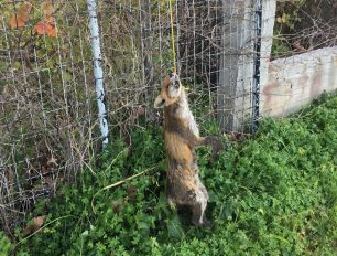 Στύρα Εύβοιας: Κρέμασε την αλεπού σε δέντρο στην παραλία του Αρία