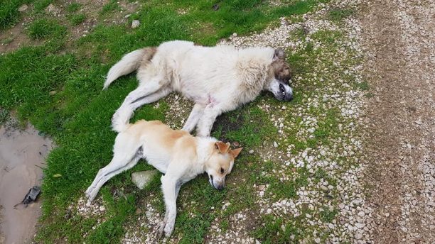 Ηλεία: Συνεχίζεται η εξόντωση αδέσποτων και οικόσιτων σκυλιών με φόλες στην Αμαλιάδα