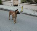 Χάθηκε σκύλος στη Χρυσαυγή Λαγκαδά Θεσσαλονίκης