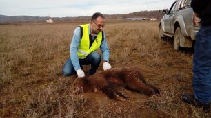 Νεκρό αρκουδάκι πιθανότατα από φόλα κοντά στην Αγία Κυριακή Καστοριάς