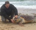 Ασπροβάλτα Θεσσαλονίκης: Βρήκαν νεκρή μεγαλόσωμη θαλάσσια χελώνα Caretta - caretta με καρφωμένο αγκίστρι στο στόμα  