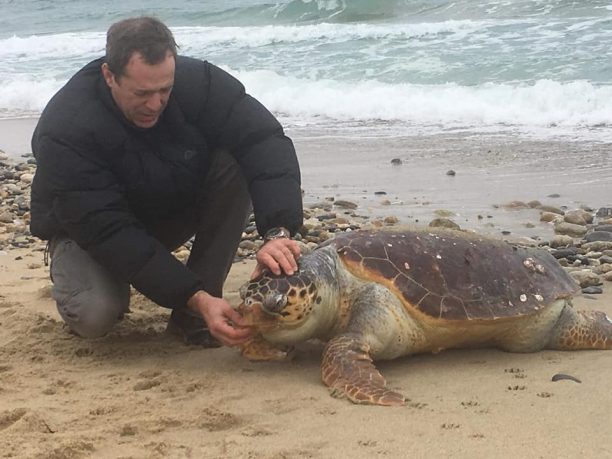 Ασπροβάλτα Θεσσαλονίκης: Βρήκαν νεκρή μεγαλόσωμη θαλάσσια χελώνα Caretta - caretta με καρφωμένο αγκίστρι στο στόμα  