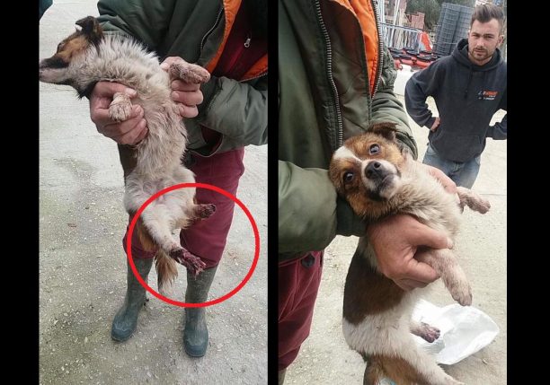 Αχαΐα: Βρήκαν σκύλο ζωντανό με λιωμένα πόδια κλεισμένο σε τσουβάλι ανάμεσα σε Λουσικά και Αλλισό (βίντεο)