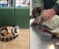 Αχαΐα: Ακρωτηριάστηκε το πόδι του σκύλου που βρέθηκε κλεισμένος σε τσουβάλι ανάμεσα σε Λουσικά & Αλλισό (βίντεο)