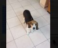 Χάθηκε σκύλος ράτσας Μπιγκλ στη Μάνδρα Αττικής