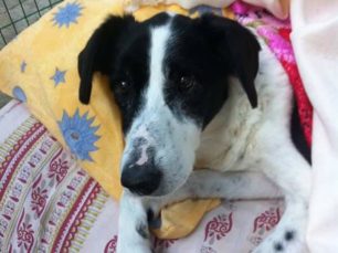Περιστέρι Αττικής: Ο παράλυτος γέρικος αδέσποτος σκύλος απ’ το Μπουρνάζι έχει πια τη φροντίδα που του αξίζει (βίντεο)