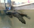 Νάξος: Φροντίζει το μωρό χελώνακι Caretta – caretta που βρέθηκε εξαντλημένο στην παραλία της Γρόττας (βίντεο)