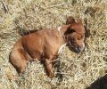 Δήμητρα Γρεβενών: Τρία σκυλιά νεκρά από φόλες μέσα σε πέντε μέρες