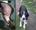 Αχαΐα: Βρήκε τον σκύλο του πυροβολημένο στην Εγλυκάδα Πατρών