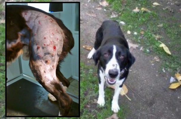 Αχαΐα: Βρήκε τον σκύλο του πυροβολημένο στην Εγλυκάδα Πατρών
