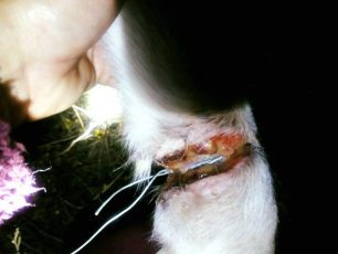 Επανομή Θεσσαλονίκης: Βρήκε τον αδέσποτο σκύλο που φρόντιζε με βαθιά πληγή στο πόδι από συρμάτινη θηλιά