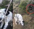 Κύμη Εύβοιας: Έδεσε σκύλο με αλυσίδα στη μέση του πουθενά και τον εγκατέλειψε μαζί μ' ένα κουτάβι