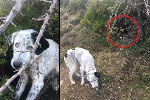 Κύμη Εύβοιας: Έδεσε σκύλο με αλυσίδα στη μέση του πουθενά και τον εγκατέλειψε μαζί μ' ένα κουτάβι