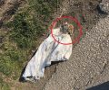 Λάρισα: Βρήκε το κουτάβι νεκρό μέσα σε τσουβάλι μεταξύ Ευύδριου και Κρήνης