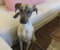 Βρέθηκε - Χάθηκε αρσενικός στειρωμένος σκύλος στην Ηλιούπολη Αττικής