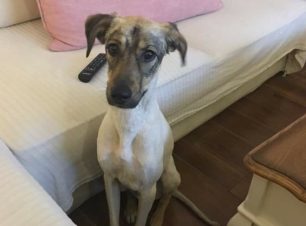 Βρέθηκε - Χάθηκε αρσενικός στειρωμένος σκύλος στην Ηλιούπολη Αττικής