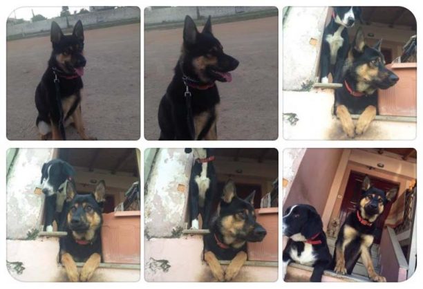 Γαργαλιάνοι Μεσσηνίας: Δηλητηρίασαν τα 2 σκυλιά τους πετώντας φόλα μέσα στην αυλή του σπιτιού τους