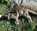 Ζητάει παρέμβαση εισαγγελέα για τις συνεχείς δηλητηριάσεις ζώων με φόλες στη Φυλή Αττικής